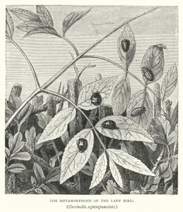 De metamorfose van het lieveheersbeestje, Coccinella septempunctata (gravure) door English School