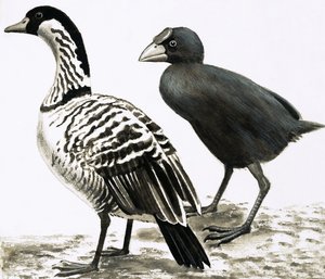 De Ne-Ne of Hawaïaanse gans en Takahe vogel door English School