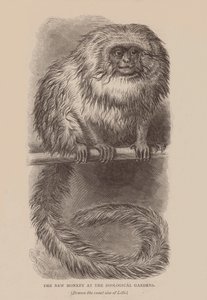 De nieuwe aap in de dierentuin (gravure) door English School
