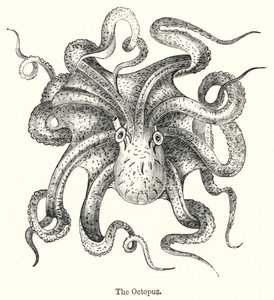 De octopus door English School