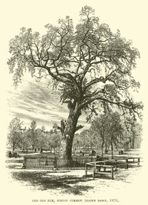 De Oude Iep, Boston Common, omgewaaid, 1876 door English School