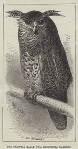 De oosterse oehoe, dierentuin (gravure) door English School