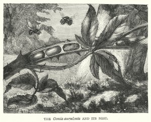 De Osmia aurulenta en zijn nest (gravure)
