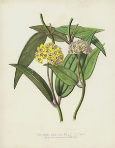 De Ovale en de Bleke Hoyas, Hoya Ovalifolia en Pallida door English School
