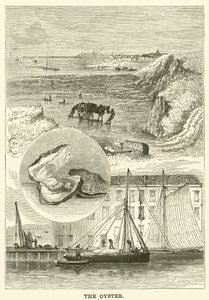De Oester
