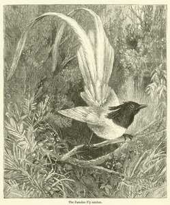 De paradijsvliegenvanger (gravure) door English School