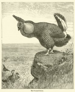 De Pinnated Grouse