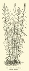 Het riet van Palestina, Arundo donax door English School