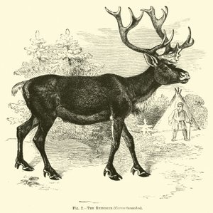 Het Rendier, Cervus tarandus door English School