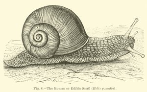 De Romeinse of eetbare slak (Helix pomatia) door English School