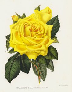 De Rozen Tuin: Marechal Niel, Thee Geurend