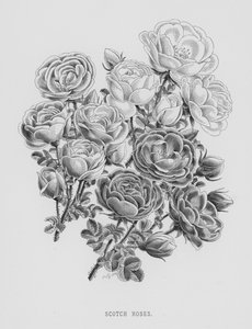 De rozentuin: Schotse rozen door English School