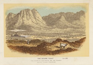 De Zondebok, het Kamp in de Vlakte van Er Raheh Berg Sinaï, Horeb