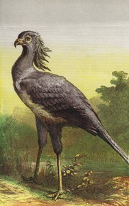 De secretarisvogel