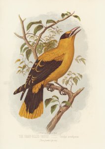 De Scherpsnavelige Wielewaal, Oriolus Acrorhyncus
