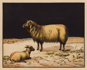 Het Schaap door English School
