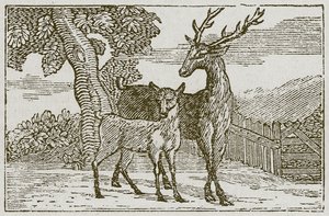 De hert en de reekalf (gravure) door English School