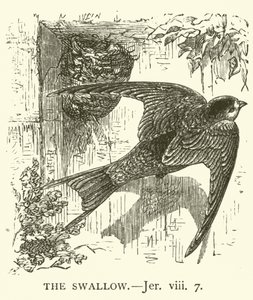 De zwaluw, Jeremia, viii, 7 (gravure)