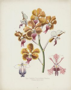 De Driekleurige Vanda, Vanda Tricolor