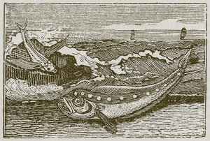 Het konijntje en de dolfijn (gravure) door English School