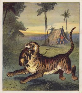 De Tijgerwelp