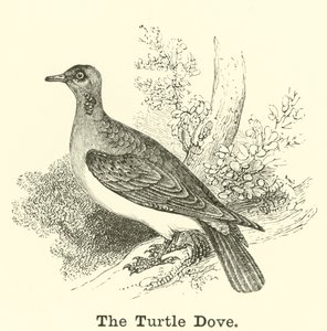 De tortelduif