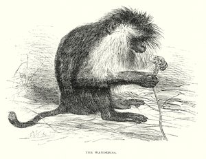 The Wanderoo (engraving)