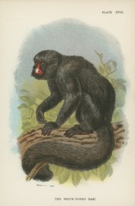De Witsnuit Saki