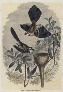 De Witte-Shafted Fantail