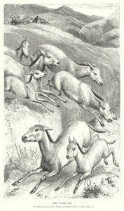 De wilde ezel (gravure) door English School