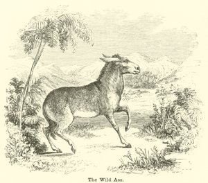 De wilde ezel