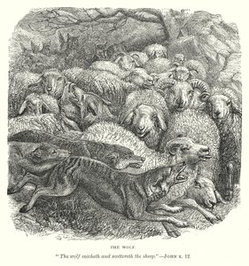 De wolf (gravure)