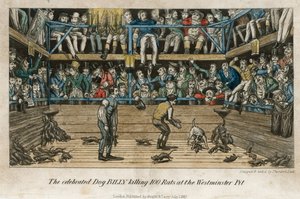 De gevierde hond billy die 100 ratten doodt in de Westminster Pit (ingekleurde gravure) door English School