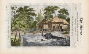 De olifant in zijn bad in de dierentuin in Regents Park