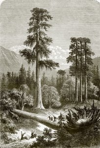 De grote pijnbomen van Sonora
