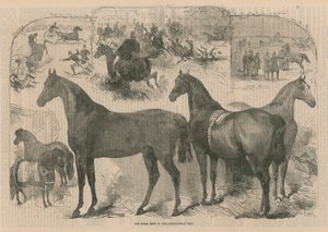 De Paardenshow in de Landbouwhal