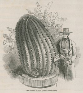 De monster cactus (Echinocactus stainesh) in de Koninklijke Tuinen, Kew, Londen door English School
