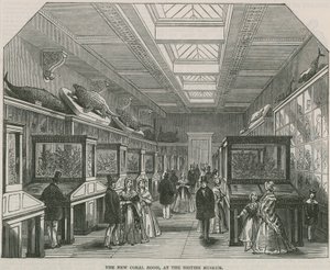 De nieuwe Koraalkamer in het British Museum