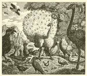 De pauw en de ekster (gravure)