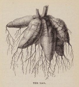 De yam