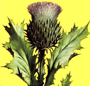 Distel door English School