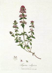 Tijm, Thymus vulgaris, gepubliceerd door Dr. Woodville