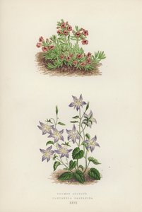 Thymus Azureus; Campanula Garganica (kleur litho)