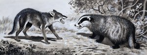 Tand en Klauw: Dieren in Gevecht