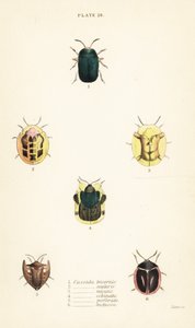 Schildpadkevers: Omocerus bicornis 1, Cassida scalaris 2, Cassida micans 3, Cassida echinata 4, Cassida perforata 5, en Cassida luctuosa 6 door English School
