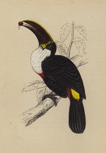Toekan