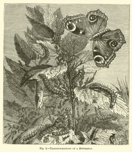 Transformaties van een vlinder