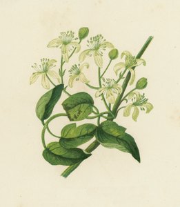 Bosrank, Clematis Vitalba door English School