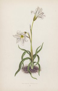 Triteleia Uniflora