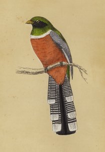 Trogon door English School